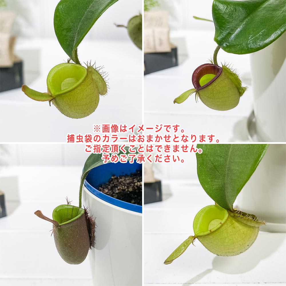 PLANCHU 食虫植物 ネペンテス アンプラリア 無地タイプ 4号鉢 受け皿付き 育て方説明書付き Nepenthes ampullaria ウツボカズラ 希少