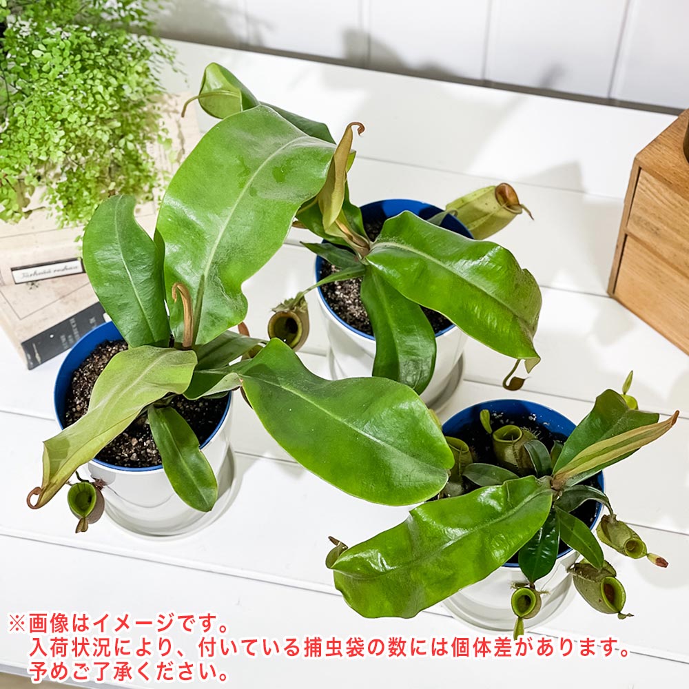 PLANCHU 食虫植物 ネペンテス アンプラリア 無地タイプ 4号鉢 受け皿付き 育て方説明書付き Nepenthes ampullaria ウツボカズラ 希少