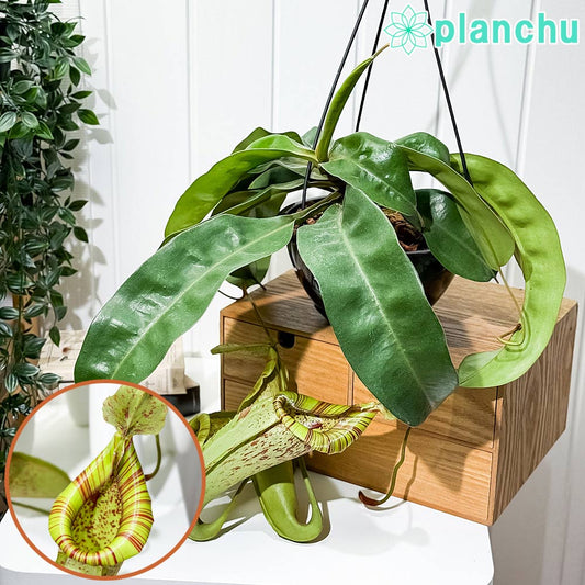 PLANCHU 食虫植物 ネペンテス ダイエリアナ 7号吊り鉢 育て方説明書付き Nepenthes ‘Dyeriana’ ダイエリアーナ ウツボカズラ