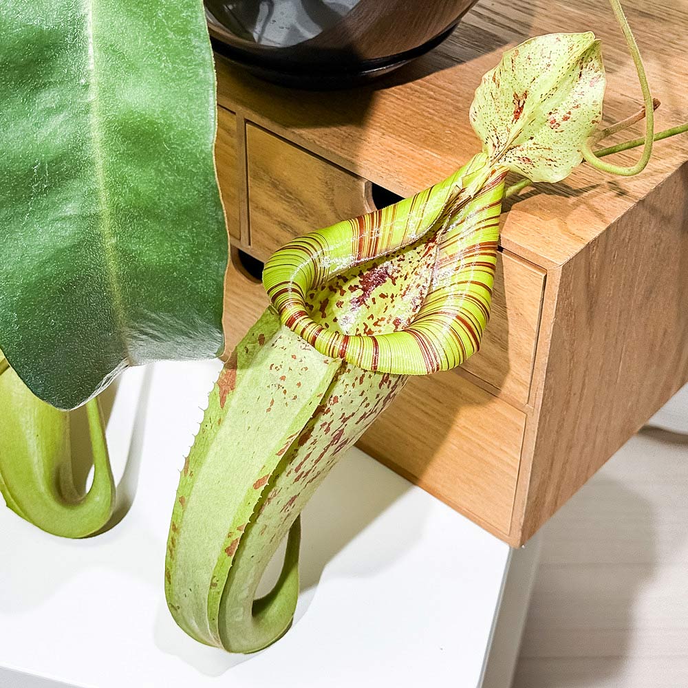 PLANCHU 食虫植物 ネペンテス ダイエリアナ 7号吊り鉢 育て方説明書付き Nepenthes ‘Dyeriana’ ダイエリアーナ ウツボカズラ