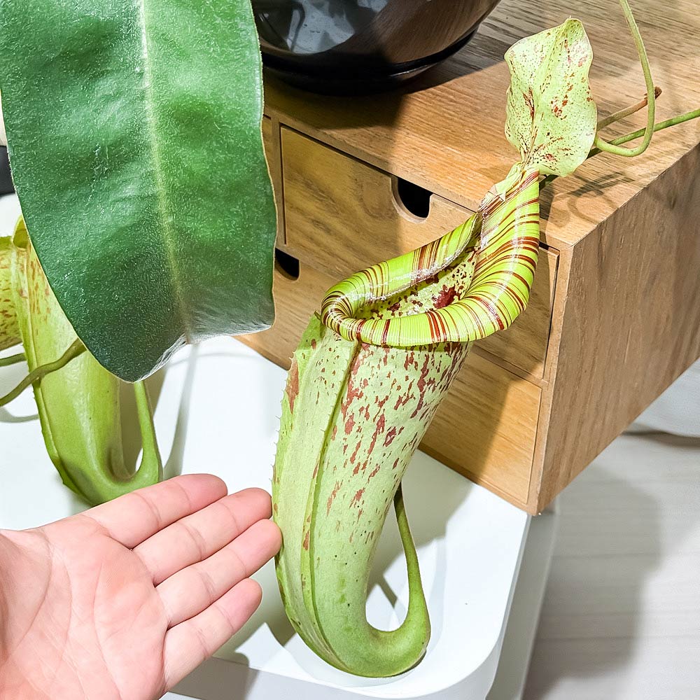 PLANCHU 食虫植物 ネペンテス ダイエリアナ 7号吊り鉢 育て方説明書付き Nepenthes ‘Dyeriana’ ダイエリアーナ ウツボカズラ
