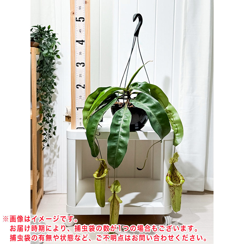 PLANCHU 食虫植物 ネペンテス ダイエリアナ 7号吊り鉢 育て方説明書付き Nepenthes ‘Dyeriana’ ダイエリアーナ ウツボカズラ