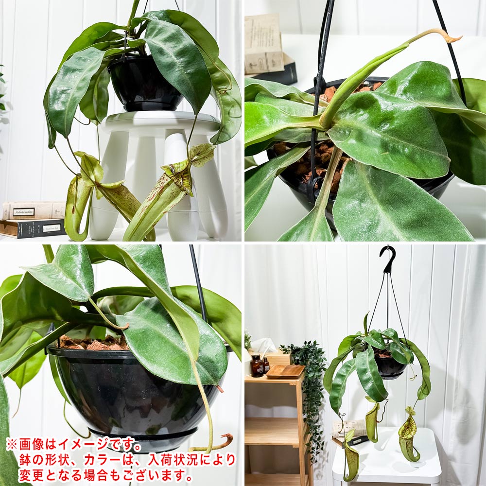 PLANCHU 食虫植物 ネペンテス ダイエリアナ 7号吊り鉢 育て方説明書付き Nepenthes ‘Dyeriana’ ダイエリアーナ ウツボカズラ