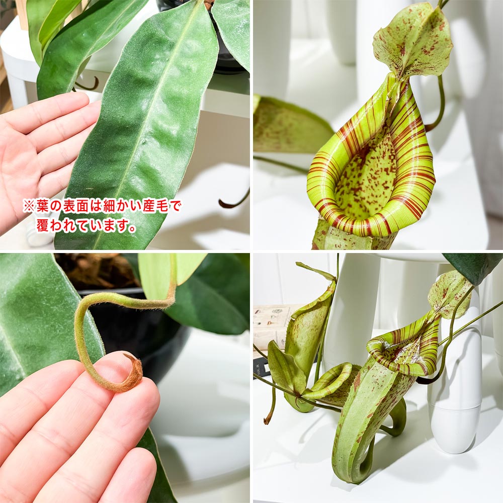 PLANCHU 食虫植物 ネペンテス ダイエリアナ 7号吊り鉢 育て方説明書付き Nepenthes ‘Dyeriana’ ダイエリアーナ ウツボカズラ