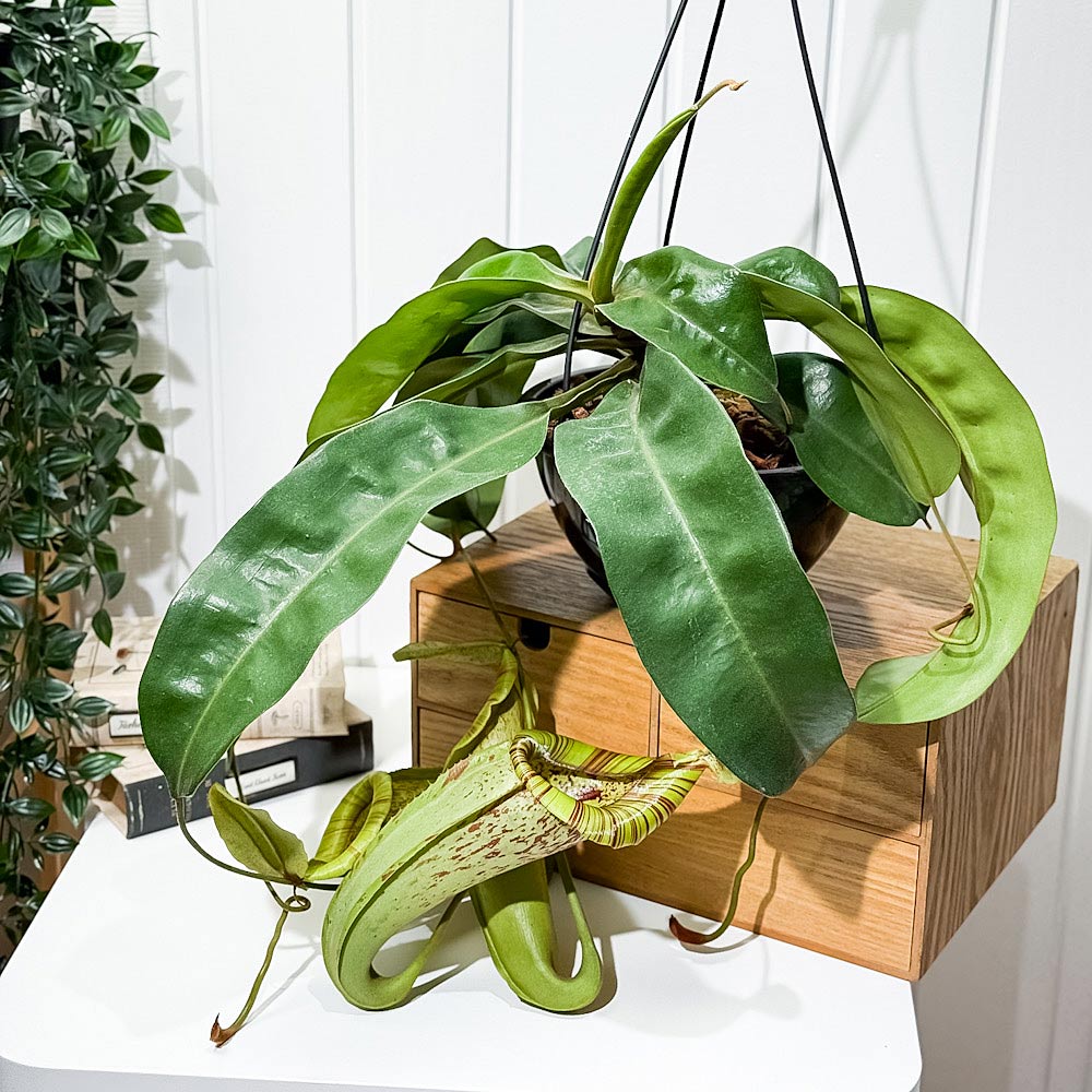 PLANCHU 食虫植物 ネペンテス ダイエリアナ 7号吊り鉢 育て方説明書付き Nepenthes ‘Dyeriana’ ダイエリアーナ ウツボカズラ