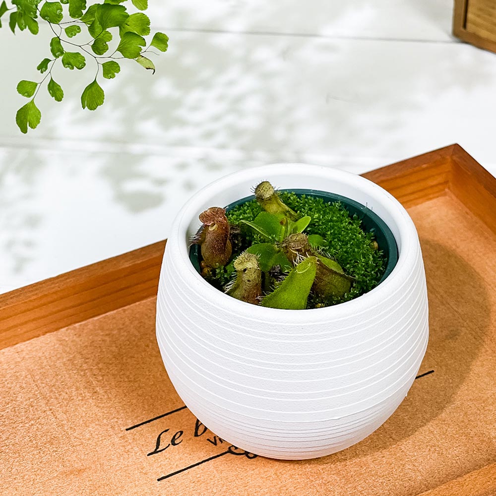 PLANCHU 食虫植物 ネペンテス トランカータ シブクロス 3号丸鉢 育て方説明書付き N. truncata sib cross ウツボカズラ