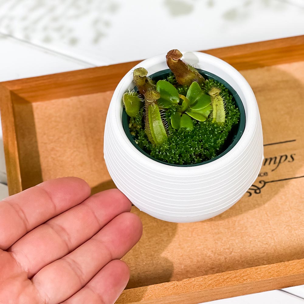 PLANCHU 食虫植物 ネペンテス トランカータ シブクロス 3号丸鉢 育て方説明書付き N. truncata sib cross ウツボカズラ