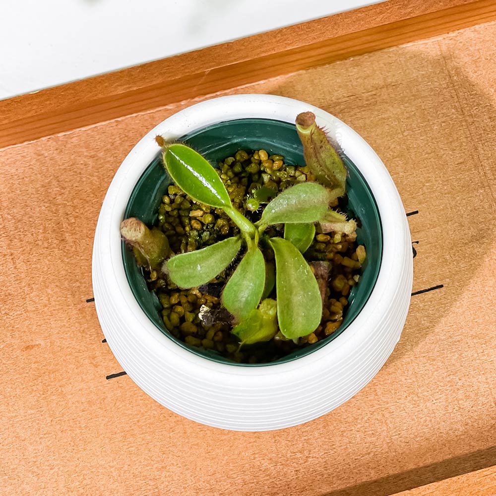 PLANCHU 食虫植物 ネペンテス ビーチ系 ハイブリッド 3号丸鉢