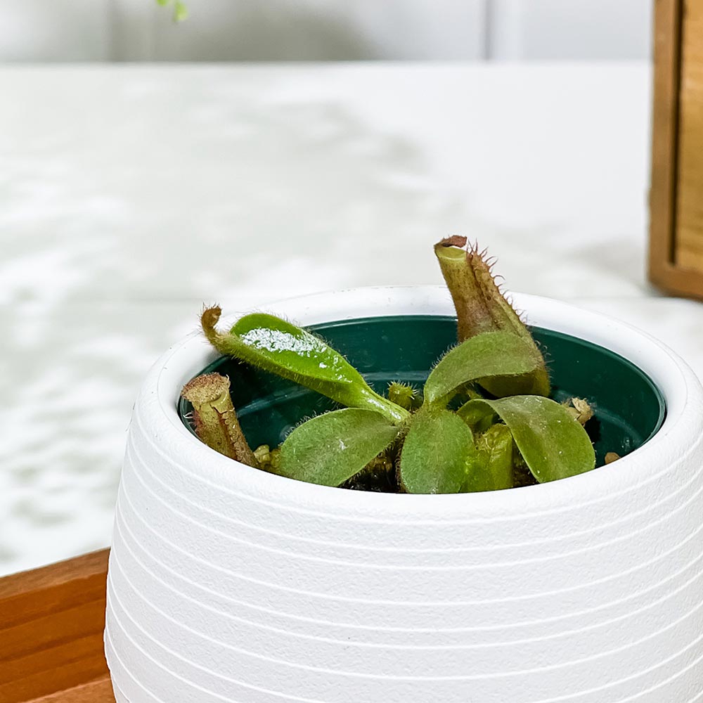 PLANCHU 食虫植物 ネペンテス ビーチ系 ハイブリッド 3号丸鉢
