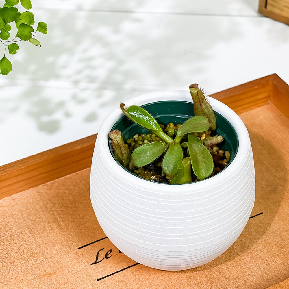PLANCHU 食虫植物 ネペンテス ビーチ系 ハイブリッド 3号丸鉢 育て方