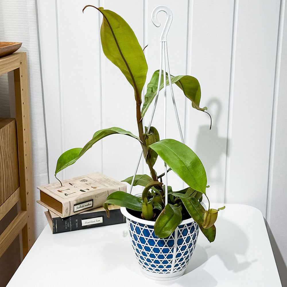 も*こ様 観葉植物　ネペンテス　ランタン吊り鉢　ハンギングスタイル　食虫植物 Amazon｜希少品種 観葉植物 食虫植物：ウツボカズラ ネペンテス