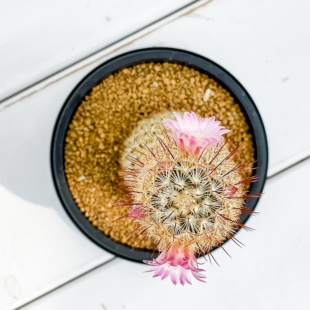 PLANCHU サボテン マミラリア ピンクニンフ 3号鉢 受け皿付き 育て方説明書付き Mammillaria ‘Pink Nymph’