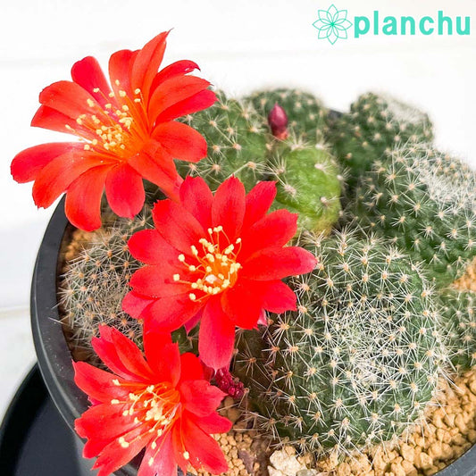PLANCHU サボテン レブチア 宝山 ほうざん 3号鉢 受け皿付き 育て方説明書付き Rebutia minuscula
