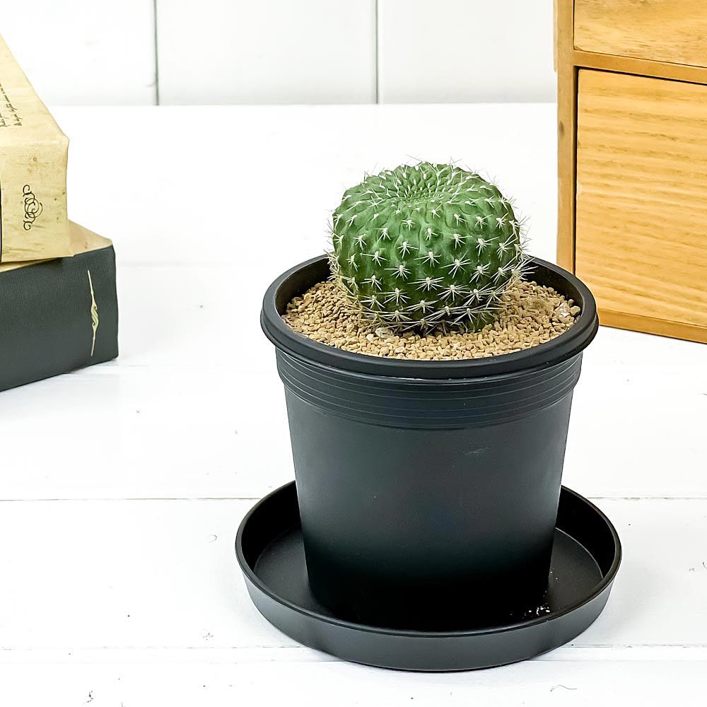 PLANCHU サボテン レブチア 宝山 ほうざん 3号鉢 受け皿付き 育て方説明書付き Rebutia minuscula