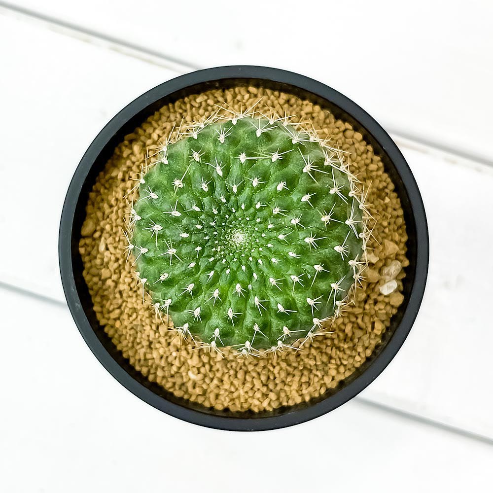 PLANCHU サボテン レブチア 宝山 ほうざん 3号鉢 受け皿付き 育て方説明書付き Rebutia minuscula