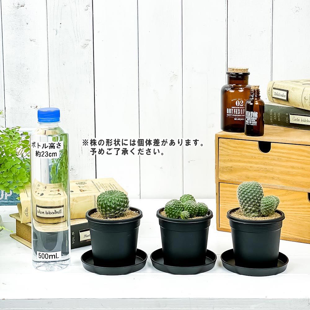 PLANCHU サボテン レブチア 宝山 ほうざん 3号鉢 受け皿付き 育て方説明書付き Rebutia minuscula