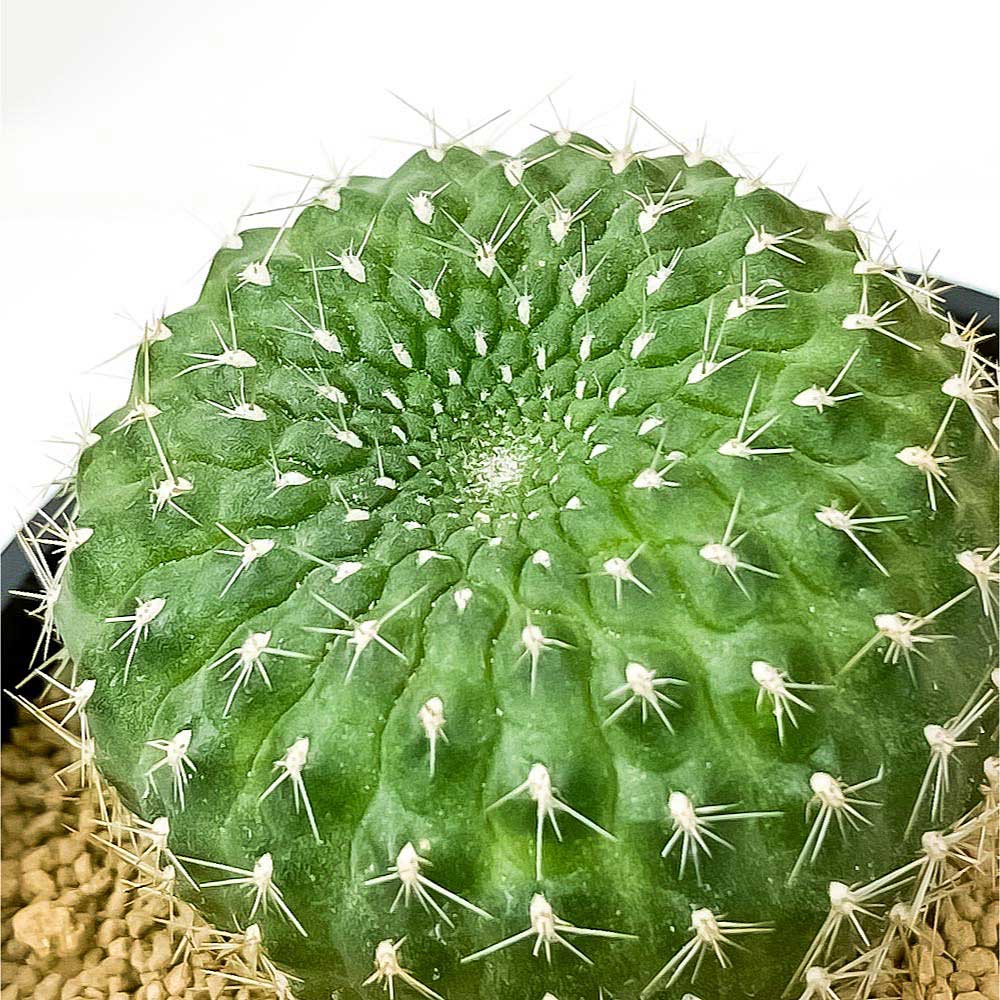 PLANCHU サボテン レブチア 宝山 ほうざん 3号鉢 受け皿付き 育て方説明書付き Rebutia minuscula