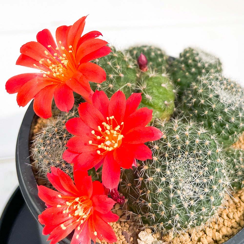 PLANCHU サボテン レブチア 宝山 ほうざん 3号鉢 受け皿付き 育て方説明書付き Rebutia minuscula