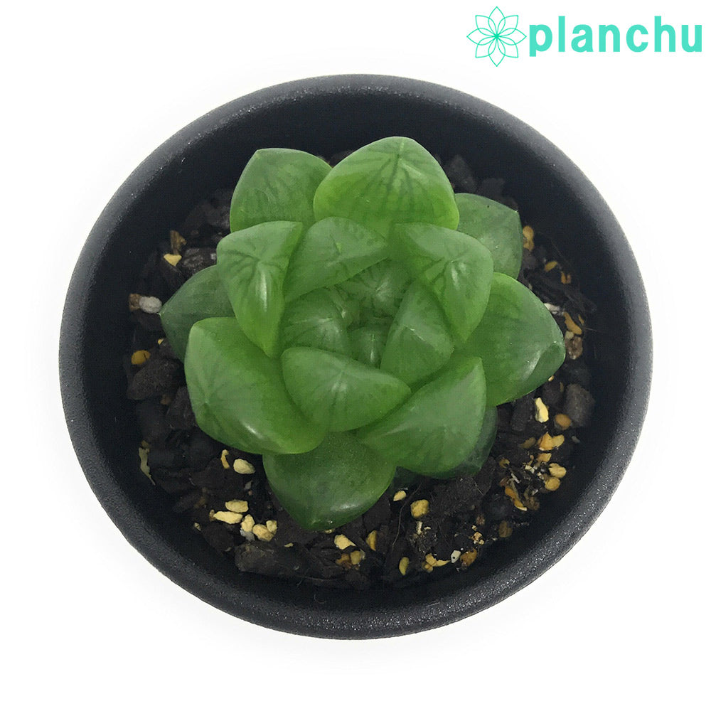 PLANCHU 多肉植物 ハオルチア ウンブラティコラ 2.5号鉢 Haworthia umbraticola