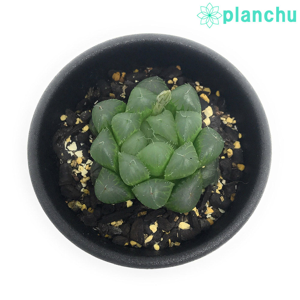 PLANCHU 多肉植物 ハオルチア 青水晶 2.5号鉢 Haworthia