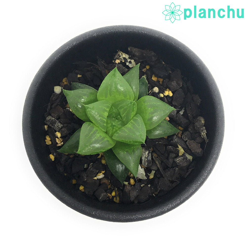 PLANCHU 多肉植物 ハオルチア 玉緑 2.5号鉢 Haworthia