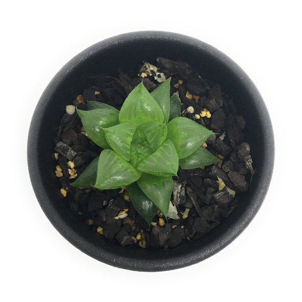 PLANCHU 多肉植物 ハオルチア 玉緑 2.5号鉢 Haworthia