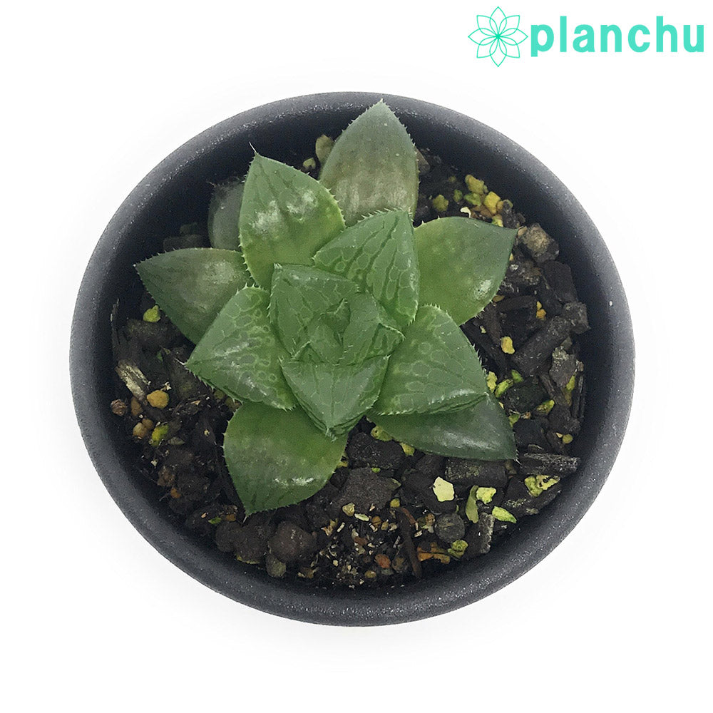 PLANCHU 多肉植物 ハオルチア レッドブル 2.5号鉢 Haworthia ‘Redbull’