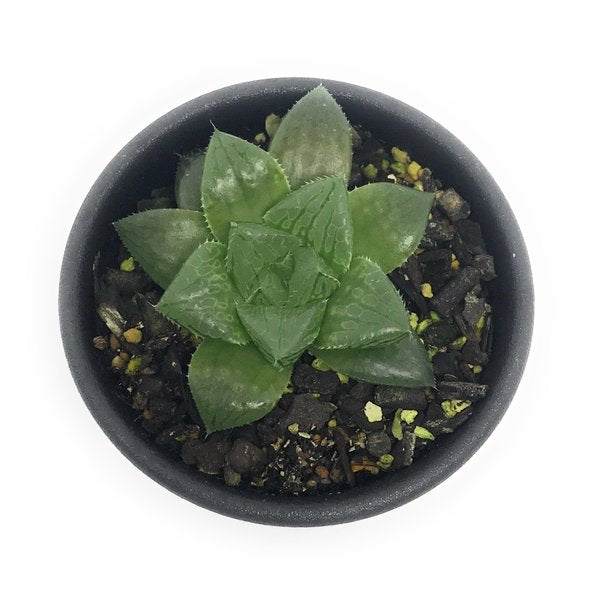 PLANCHU 多肉植物 ハオルチア レッドブル 2.5号鉢 Haworthia ‘Redbull’