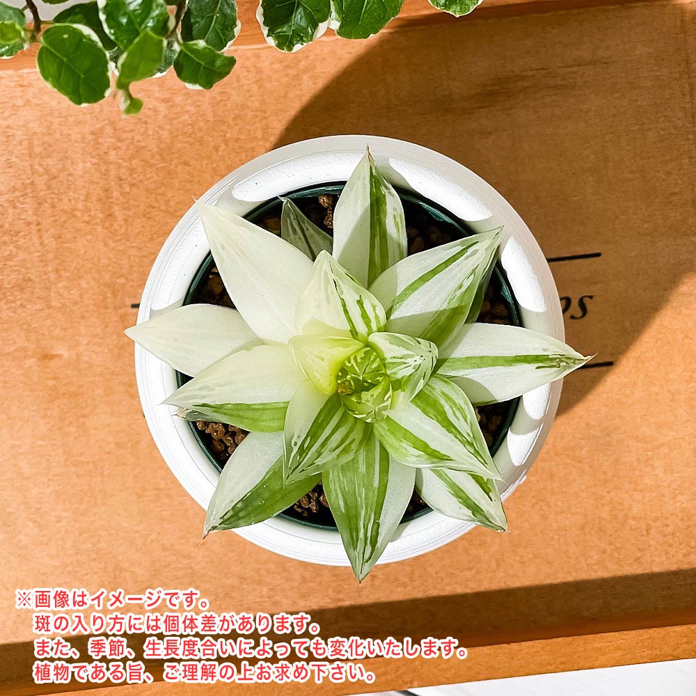 PLANCHU 多肉植物 ハオルチア 京の華錦 3号丸鉢 受け皿付き 育て方説明書付き Haworthia cymbiformis var. angustana f. variegata