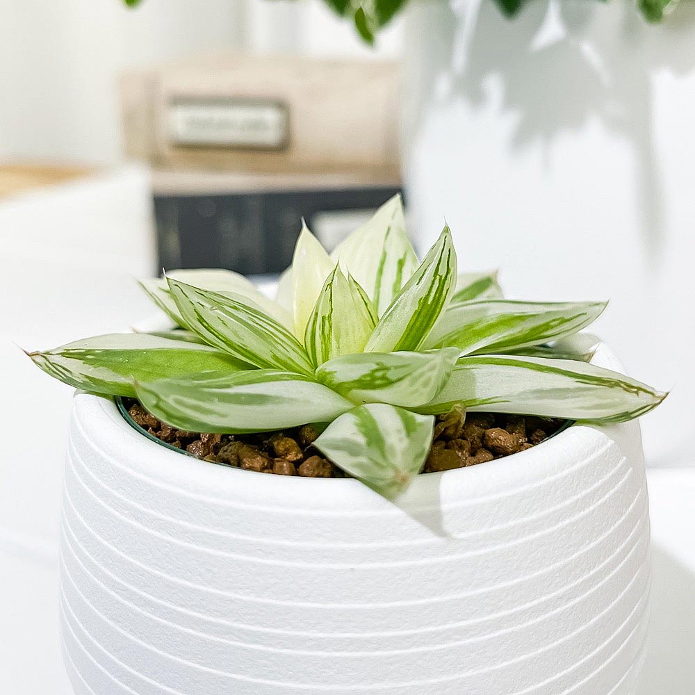 PLANCHU 多肉植物 ハオルチア 京の華錦 3号丸鉢 受け皿付き 育て方説明書付き Haworthia cymbiformis var. angustana f. variegata