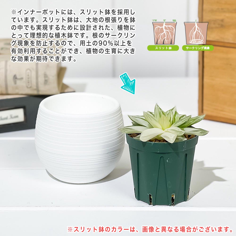 PLANCHU 多肉植物 ハオルチア 京の華錦 3号丸鉢 受け皿付き 育て方説明書付き Haworthia cymbiformis var. angustana f. variegata