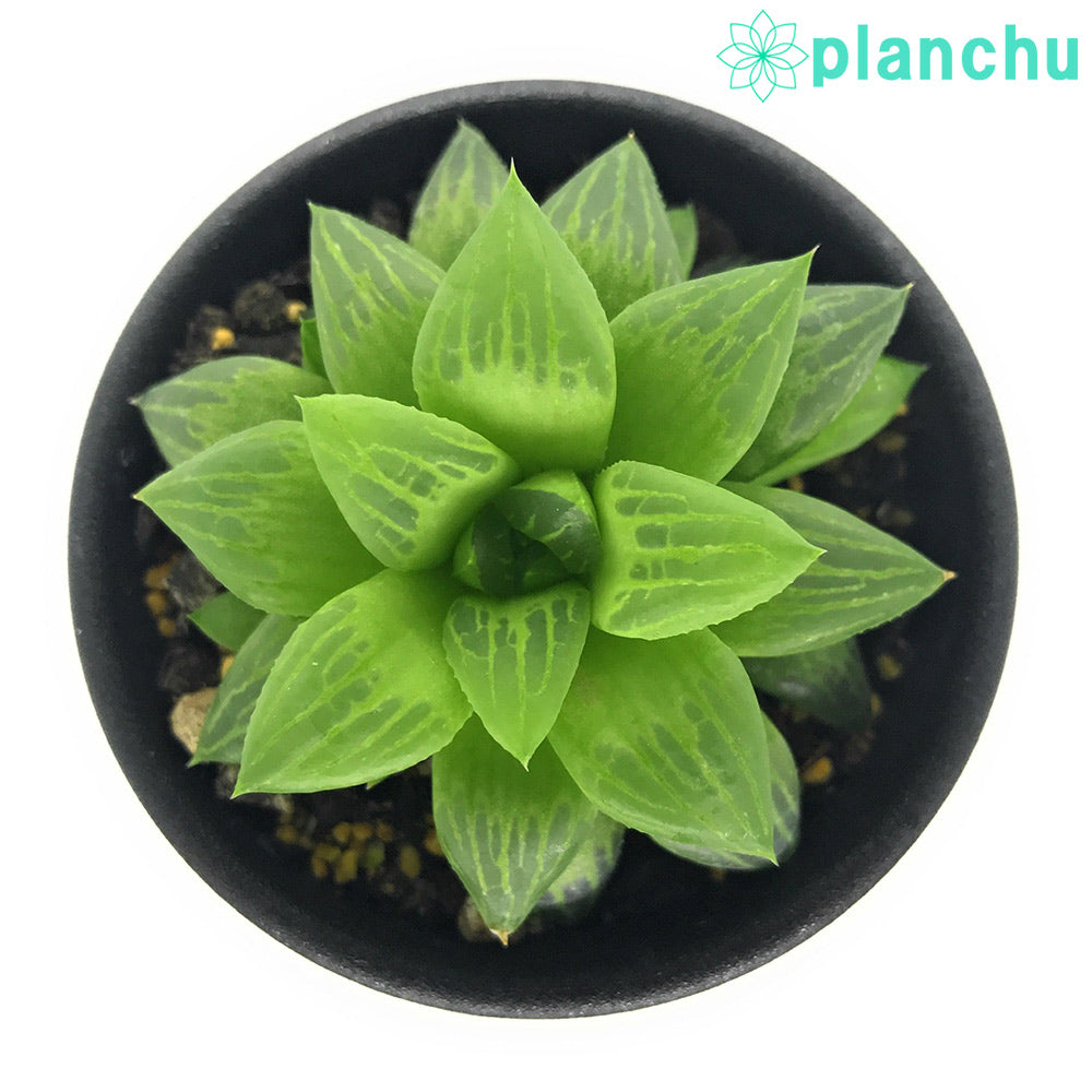 PLANCHU 多肉植物 ハオルチア エメラルドフラッシュ 2.5号鉢 Haworthia
