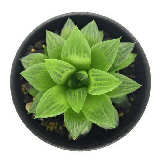 PLANCHU 多肉植物 ハオルチア エメラルドフラッシュ 2.5号鉢 Haworthia