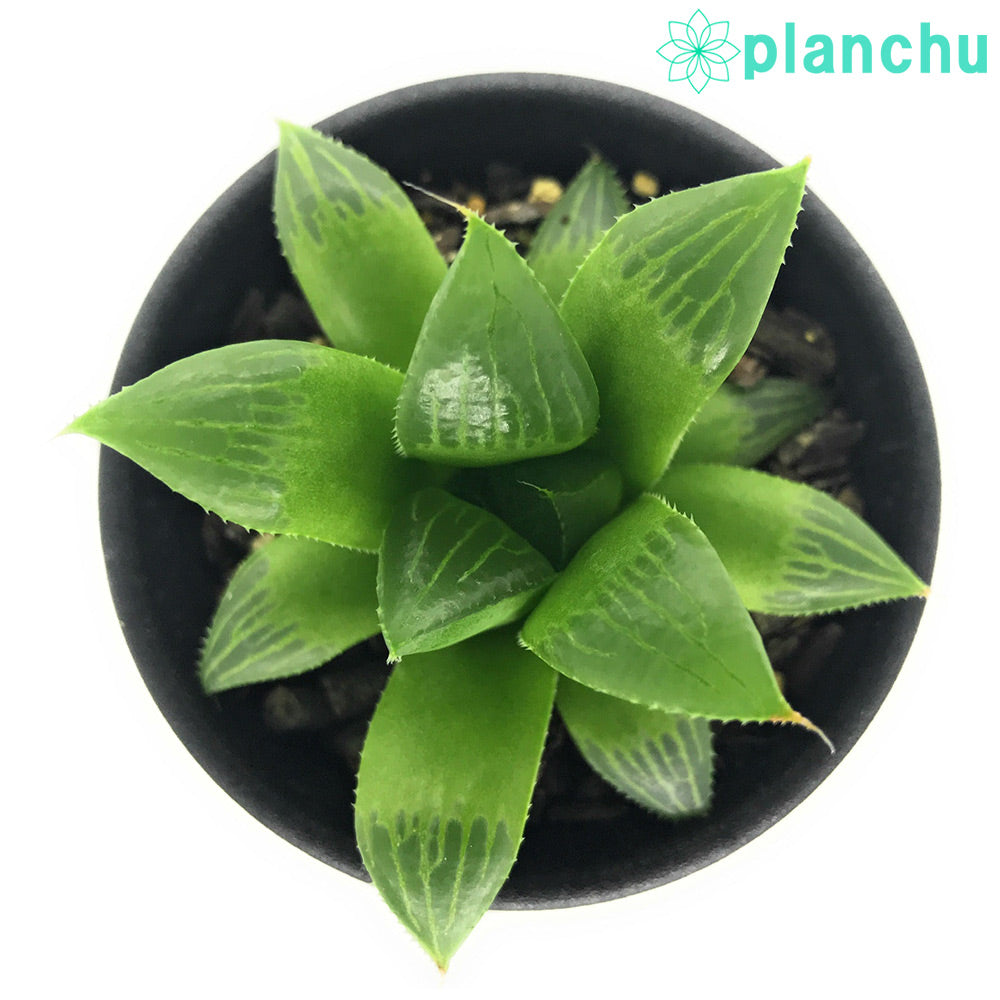 PLANCHU 多肉植物 ハオルチア グリーンレツーサ 2.5号鉢 Haworthia
