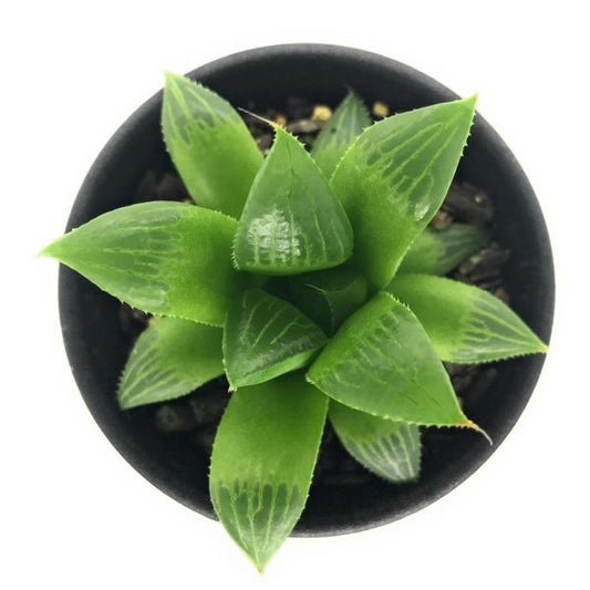 PLANCHU 多肉植物 ハオルチア グリーンレツーサ 2.5号鉢 Haworthia