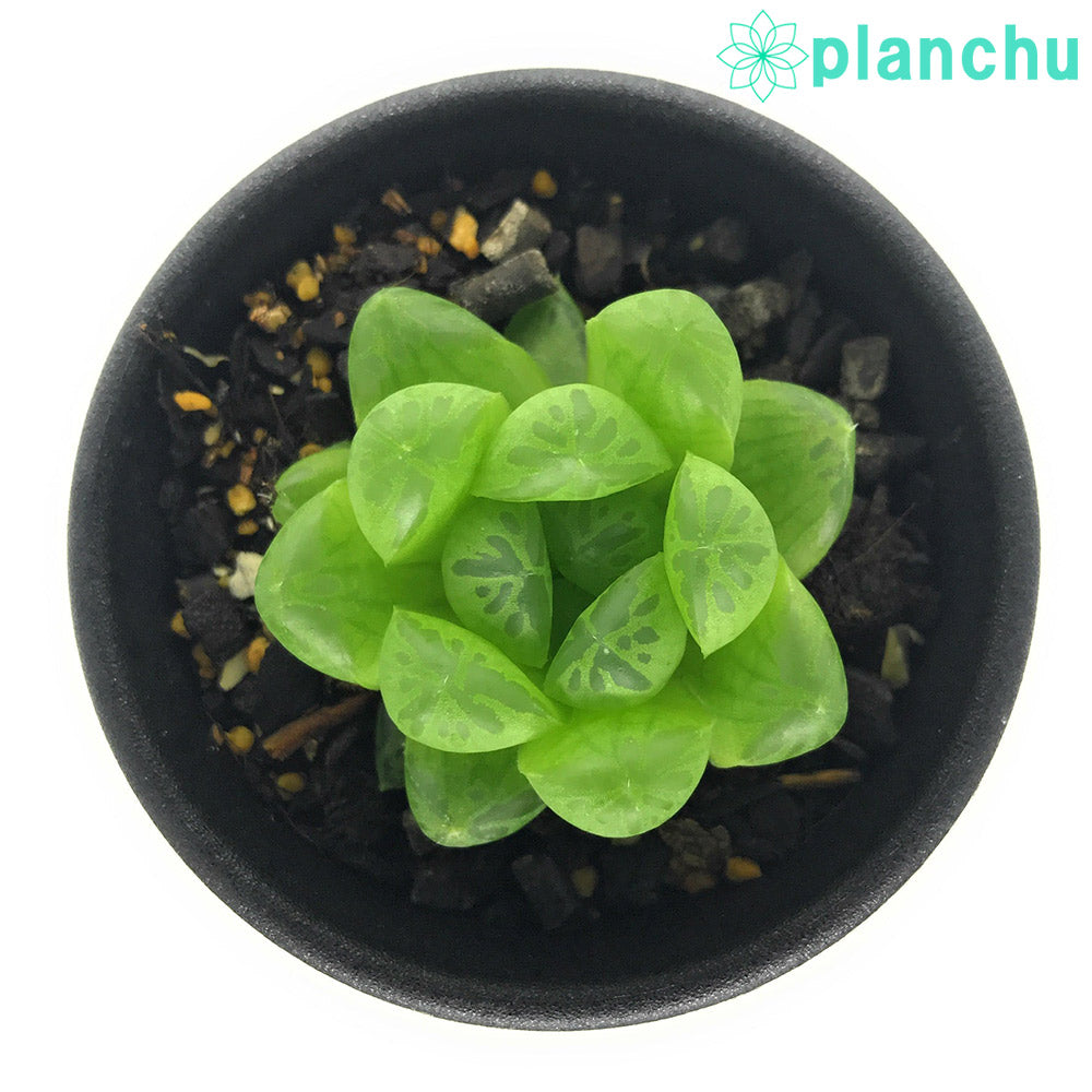 PLANCHU 多肉植物 ハオルチア ＯＢ－7 2.5号鉢 Haworthia ‘OB-7’ ジョイアエ ディエルシアナ