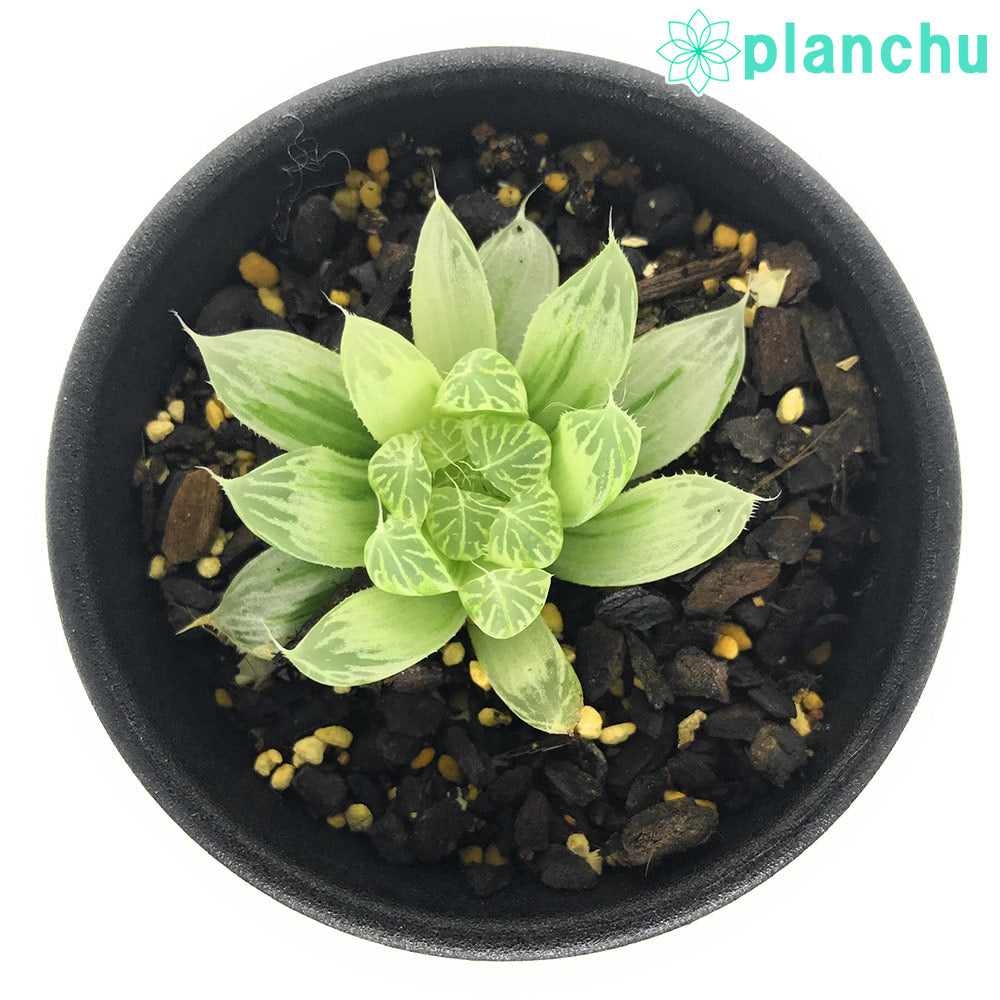 PLANCHU 多肉植物 ハオルチア ピリフェラ錦 2.5号鉢 Haworthia cooperi var. pilifera f.variegata