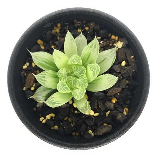 PLANCHU 多肉植物 ハオルチア ピリフェラ錦 2.5号鉢 Haworthia cooperi var. pilifera f.variegata