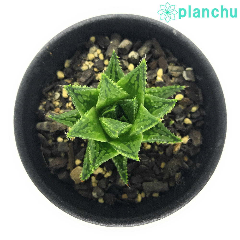 PLANCHU 多肉植物 ハオルチア グッタータ ES2939 Asblander 2.5号鉢 Haworthia guttata
