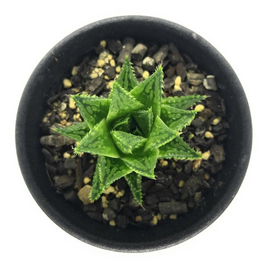 PLANCHU 多肉植物 ハオルチア グッタータ ES2939 Asblander 2.5号鉢 Haworthia guttata