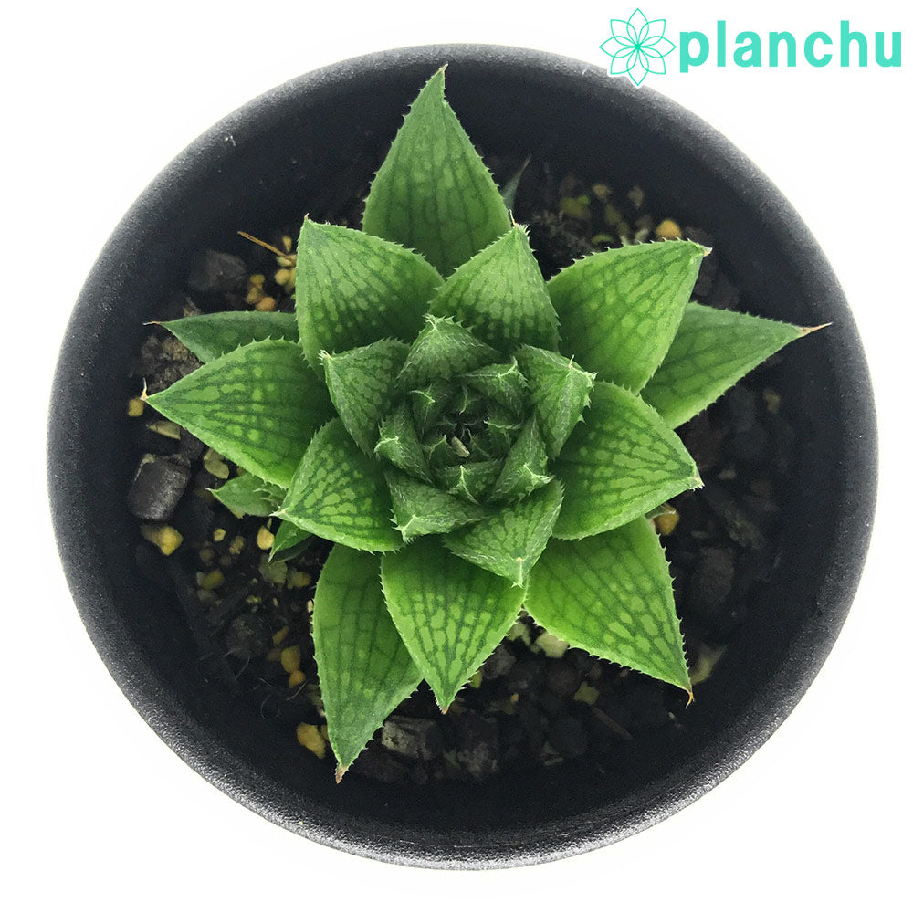 PLANCHU 多肉植物 ハオルチア マルミアーナ var. マルミアーナ JDV93/11 S.Sterkstroom 2.5号鉢 Haworthia marumiana var. marumiana
