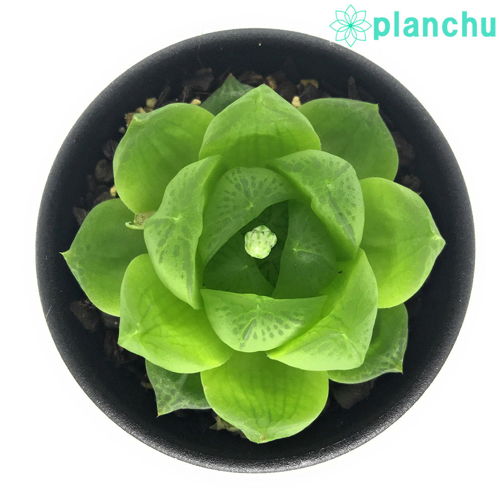 PLANCHU 多肉植物 ハオルチア シンビフォルミス var. オブツーサ Alicedale SW MNB6847 2.5号鉢 Haworthia cymbiformis var. obtusa