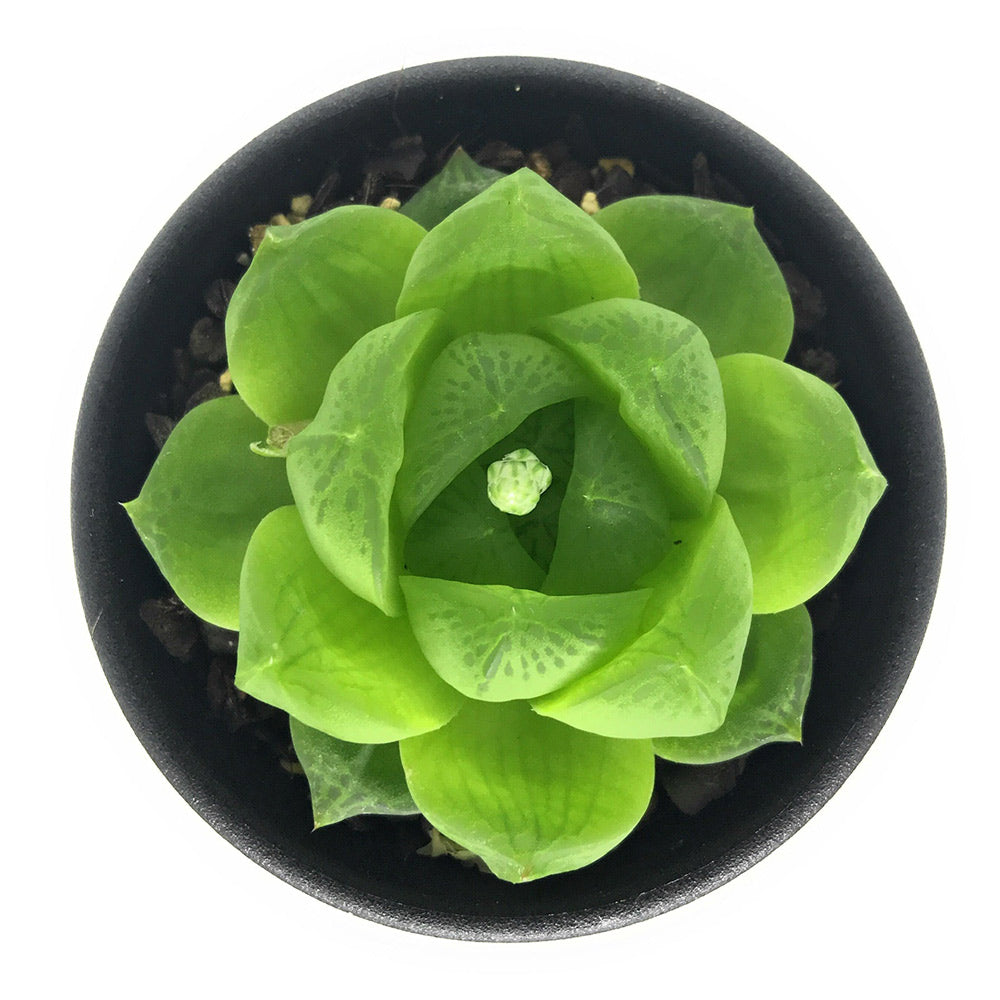 PLANCHU 多肉植物 ハオルチア シンビフォルミス var. オブツーサ Alicedale SW MNB6847 2.5号鉢 Haworthia cymbiformis var. obtusa