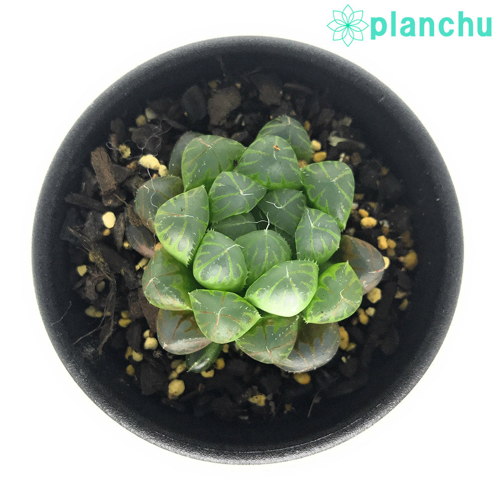 PLANCHU 多肉植物 ハオルチア クーペリー var. ピリフェラ JDV95/7 Kubusie CL 2.5号鉢 Haworthia cooperi var. pillifera