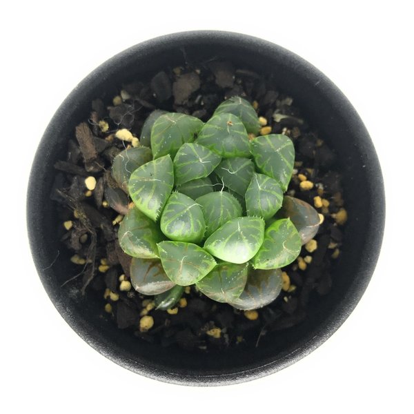 PLANCHU 多肉植物 ハオルチア クーペリー var. ピリフェラ JDV95/7 Kubusie CL 2.5号鉢 Haworthia cooperi var. pillifera