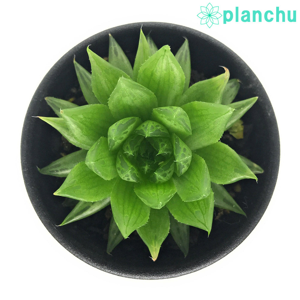 PLANCHU 多肉植物 ハオルチア ダシリス DMC11286 Oatlands Elandskloof Road to Patensie 2.5号鉢 Haworthia dasylis