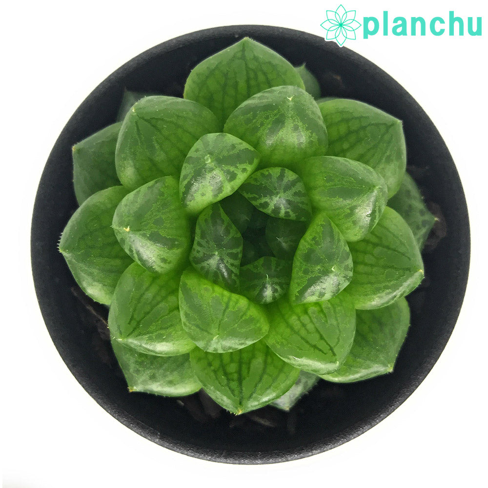 PLANCHU 多肉植物 ハオルチア トランシエンス CL1 EVJ6792 Dieprivier 2.5号鉢 Haworthia transiens