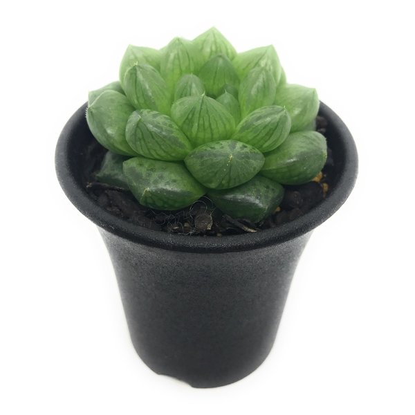 PLANCHU 多肉植物 ハオルチア トランシエンス CL1 EVJ6792 Dieprivier 2.5号鉢 Haworthia transiens