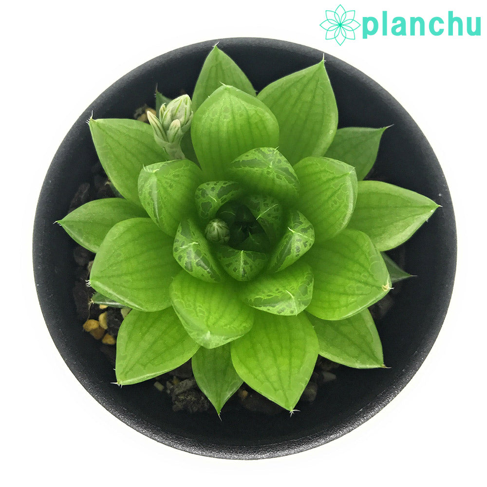 PLANCHU 多肉植物 ハオルチア オキュラータ SS1084 5km N of Komomo overlooking Gamtoos River 2.5号鉢 Haworthia oculata