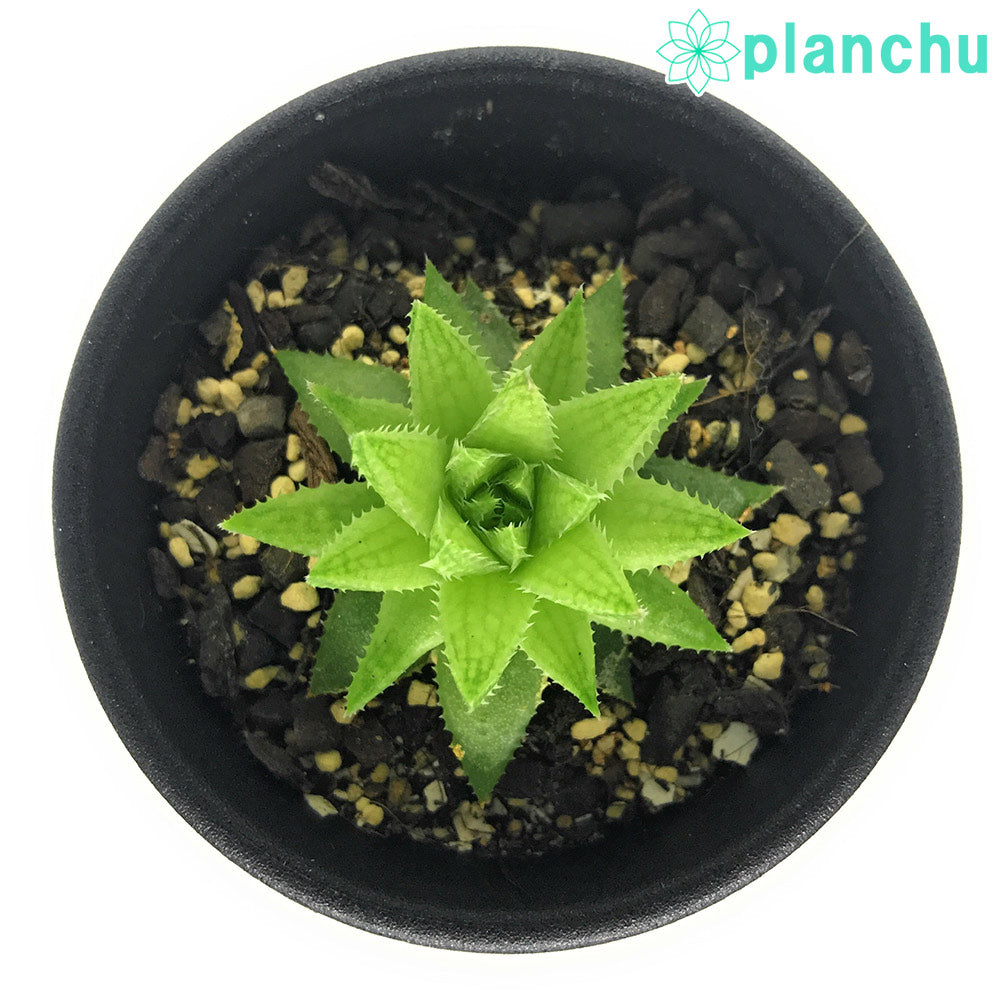 PLANCHU 多肉植物 ハオルチア オキシゴナ IB08842 Langverwacht 2.5号鉢 Haworthia oxygona